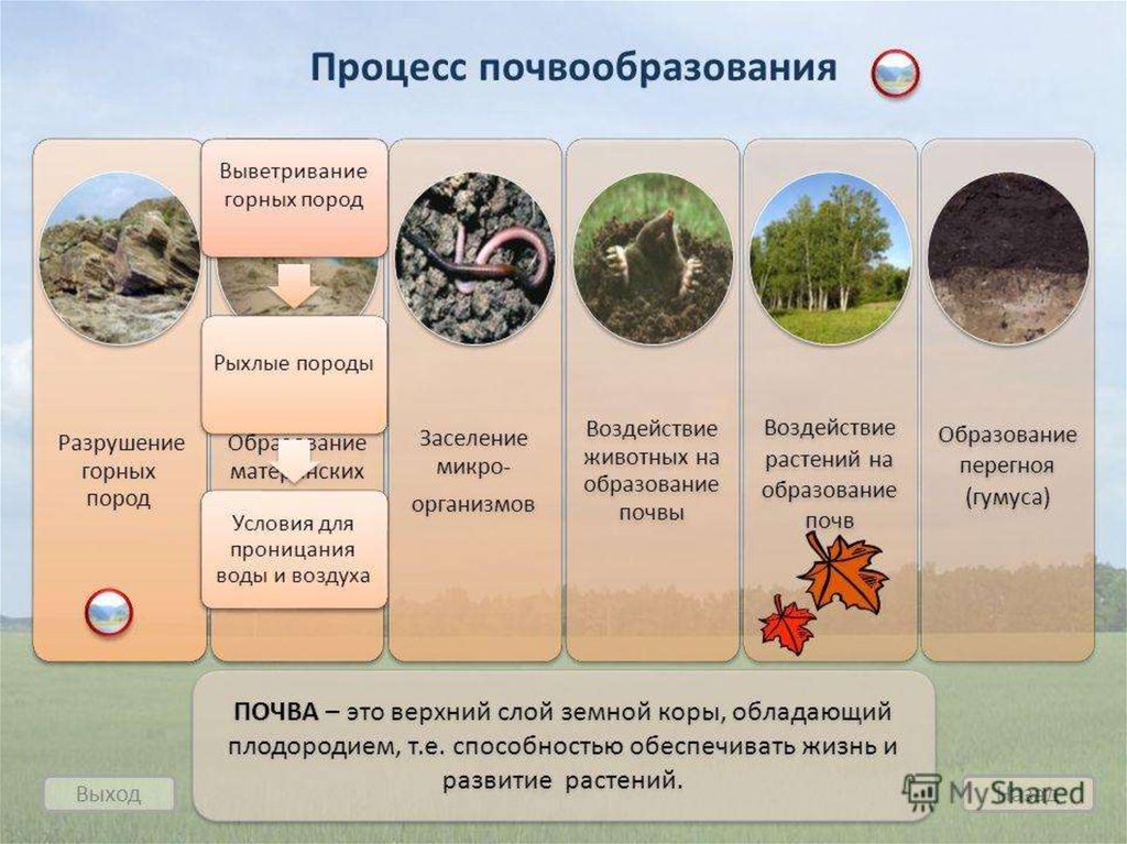 К какой группе обитателей почвы относятся микроорганизмы. Процесс образования почвы. Процесс почвообразования. Процесс формирования почвы. Этапы почвообразования.