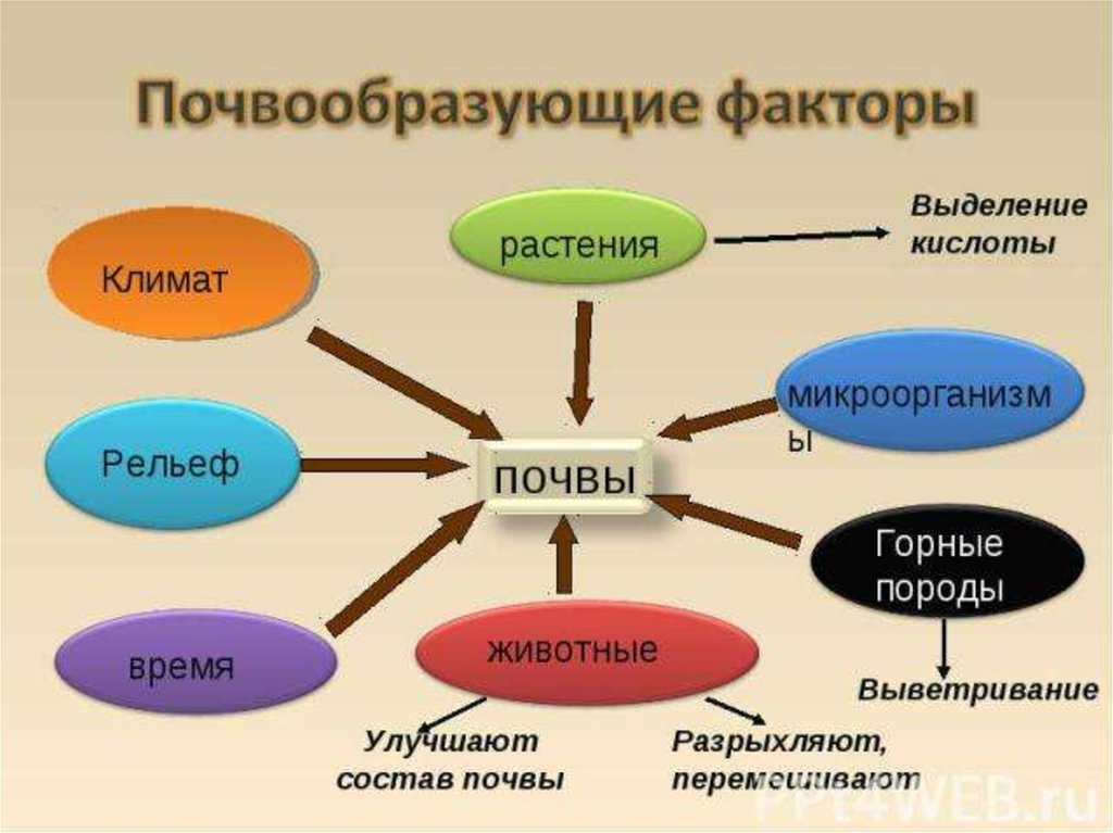 Факторы почвы. Ведущий фактор почвообразования. Схема основные почвообразующие факторы. Факторы почвообразования схема. Почвообразующие факторы.