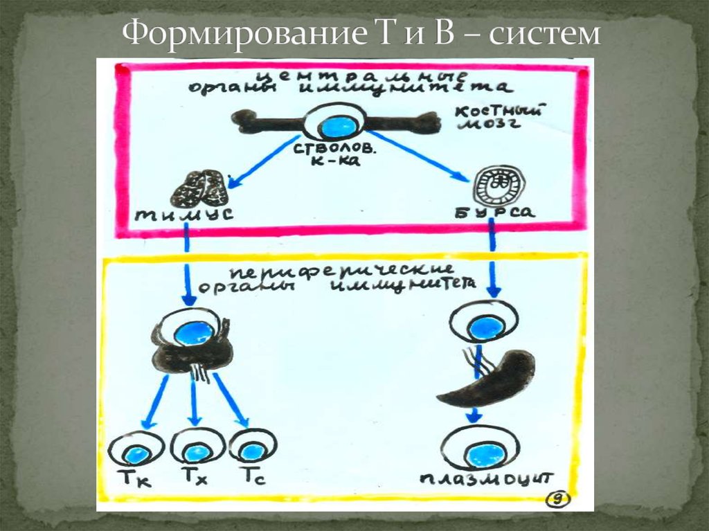 Формирование т