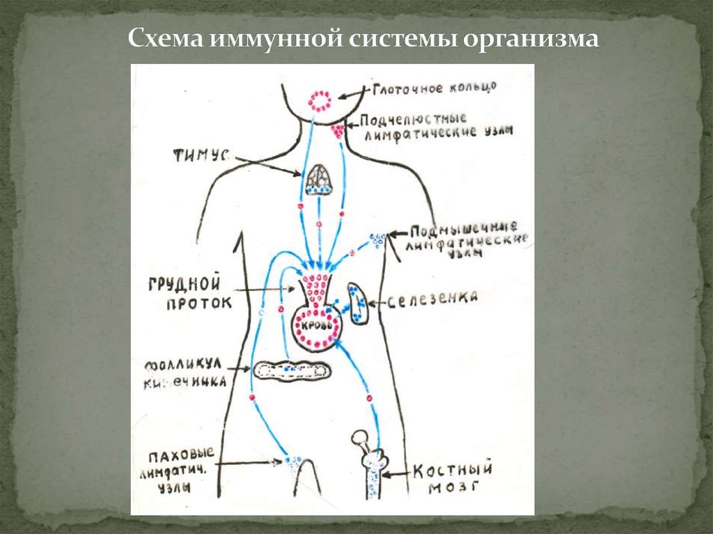 Иммунная система человека схема