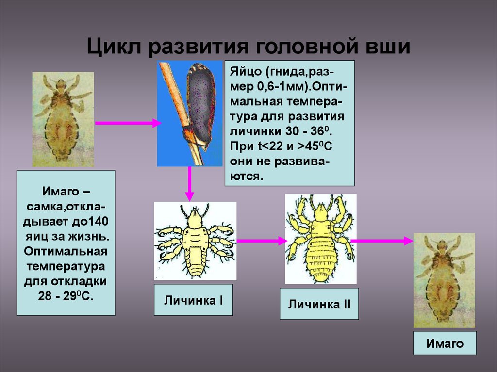 Схема развития pediculus humanus capitis