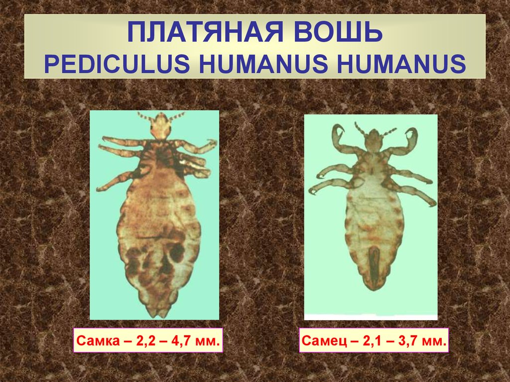 Платяная вошь. Платяная вошь возбудитель. Платяная вошь систематика. Систематика платяной вши.