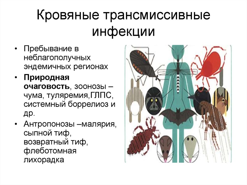 Презентация возбудители трансмиссивных инфекций