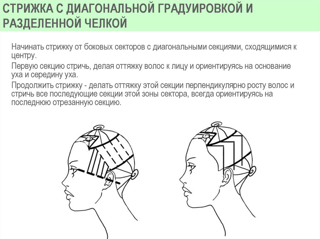 Вид градуировки. Градуированная форма стрижки схема. Градуировка в стрижке схема. Стрижка волос техникой градуировки. Внешняя градуировка в стрижке.