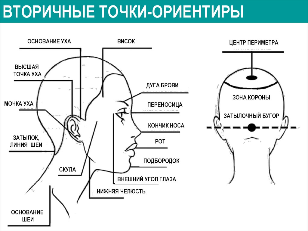 Затылок область