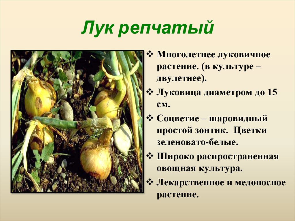 Лук репчатый класс. Систематика растения лук репчатый. Информация о луке репчатом. Лук репчатый семейство Лилейные. Луковичные овощные растения.