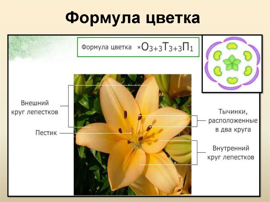 Общие признаки лилейных растений. Диаграммы цветков семейства Лилейные. Семейство Лилейные строение цветка формула. Строение лилейных растений формула. Формула цветка лилии 6 класс биология.