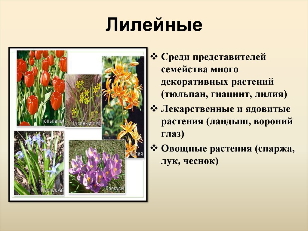 Представители семейства. Однодольные Лилейные растения представители. Декоративные растения семейства Лилейные. Растения (растение) семейства Лилейные:. Тюльпан представитель семейства Лилейные.