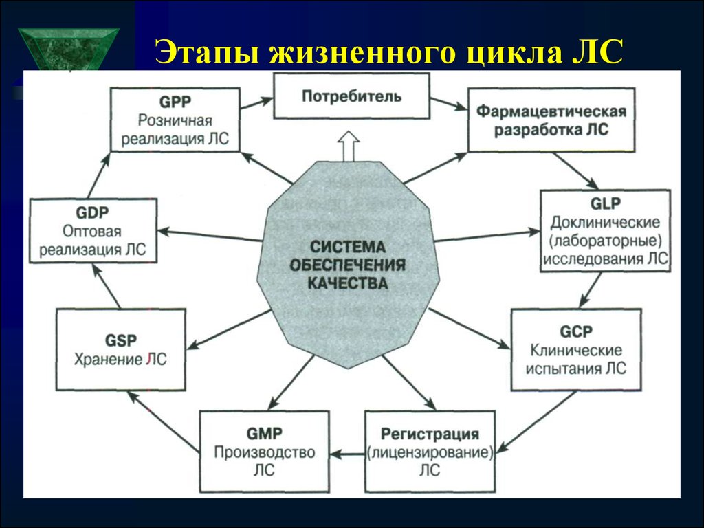 Этапы жизненного проекта