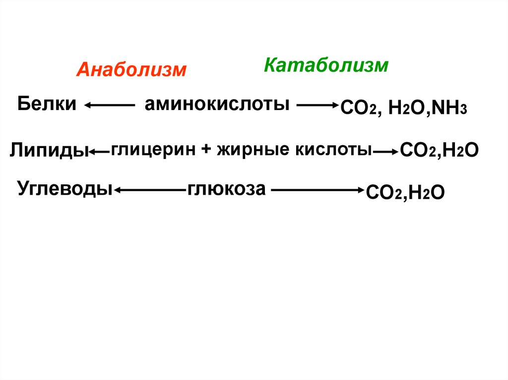 Катаболизм это. Анаболизм и катаболизм. Катаболизм 2) анаболизм. Анаболизм биохимия примеры. Анаболизм белков.