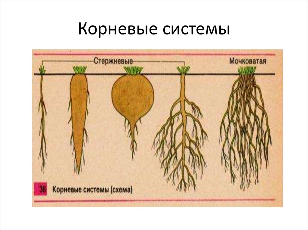 К какому классу относится растение корневая система. Стержневая и мочковатая корневая система. Строение корневой системы. Типы корневых систем строение. Корневая система стержневого типа.