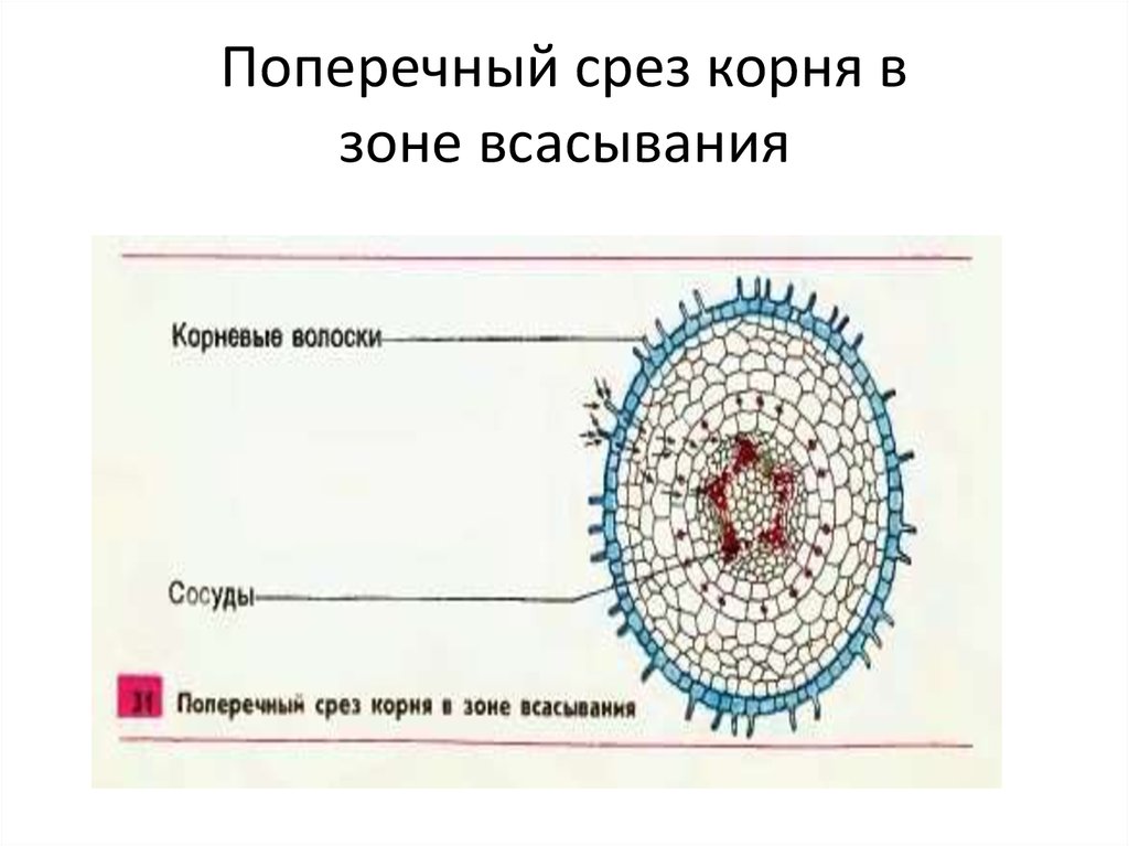 На рисунке изображено микроскопическое строение корня в какой из зон был сделан срез