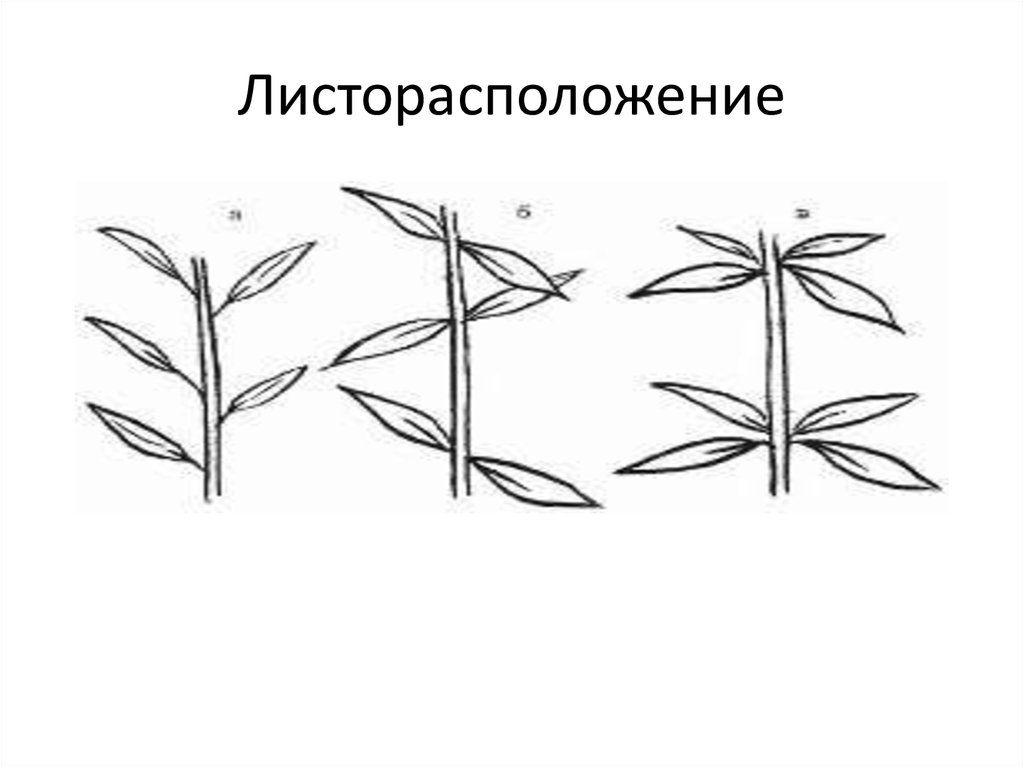 Какое листорасположение называют супротивным. Очередное супротивное мутовчатое листорасположение. Мутовчатое листорасположение рисунок. Листорасположение листьев схема. Листорасположение листьев биология.