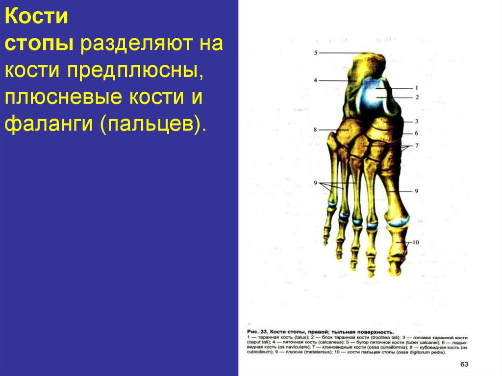 Кости предплюсны. Кости стопы деление. Предплюсне-плюсневые. Кости стопы разделяют на. Форма соединения костей предплюсны.