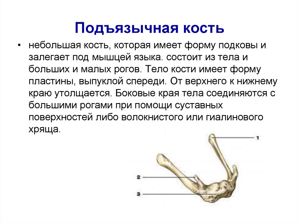 Подъязычная кость фото где находится