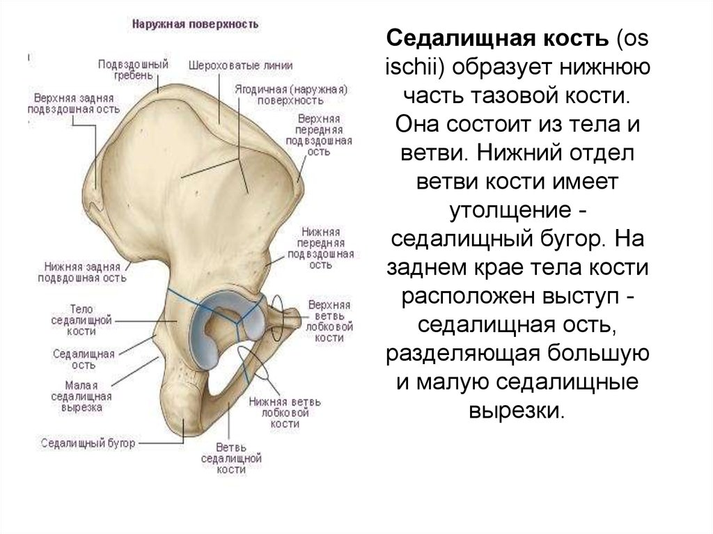 Область подвздошной кости. Тазовая кость анатомия вертлужная впадина. Лобковая кость вертлужная впадина. Вертлужная впадина подвздошной кости анатомия. Кости вертлужной впадины анатомия.