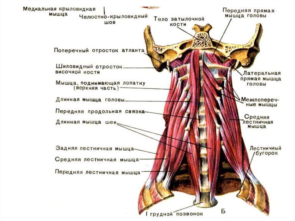 Мышцы шеи анатомия сзади картинки и описание человека