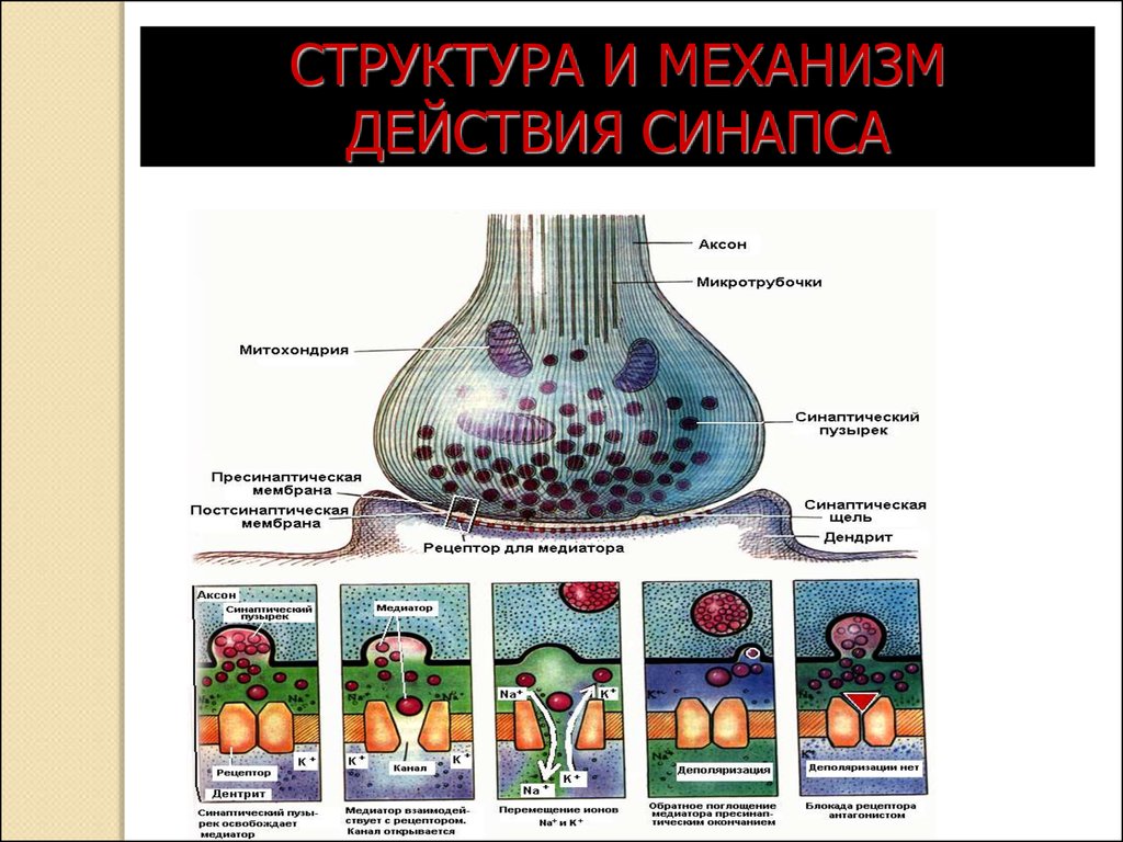 Механизм передачи химического синапса. Строение хим синапса. Электрический синапс строение схема. Схема структурных элементов химического и электрического синапсов. Химический и электрический синапс.