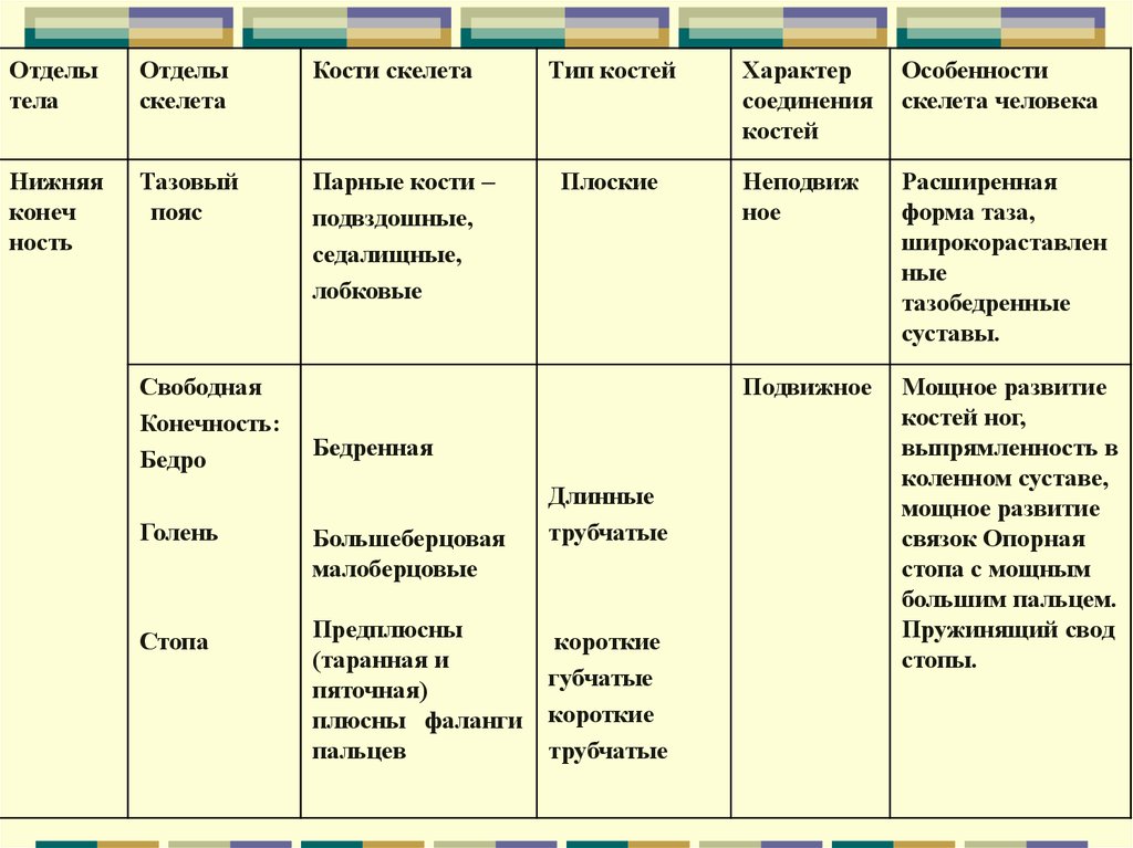 Пояса скелета человека таблица