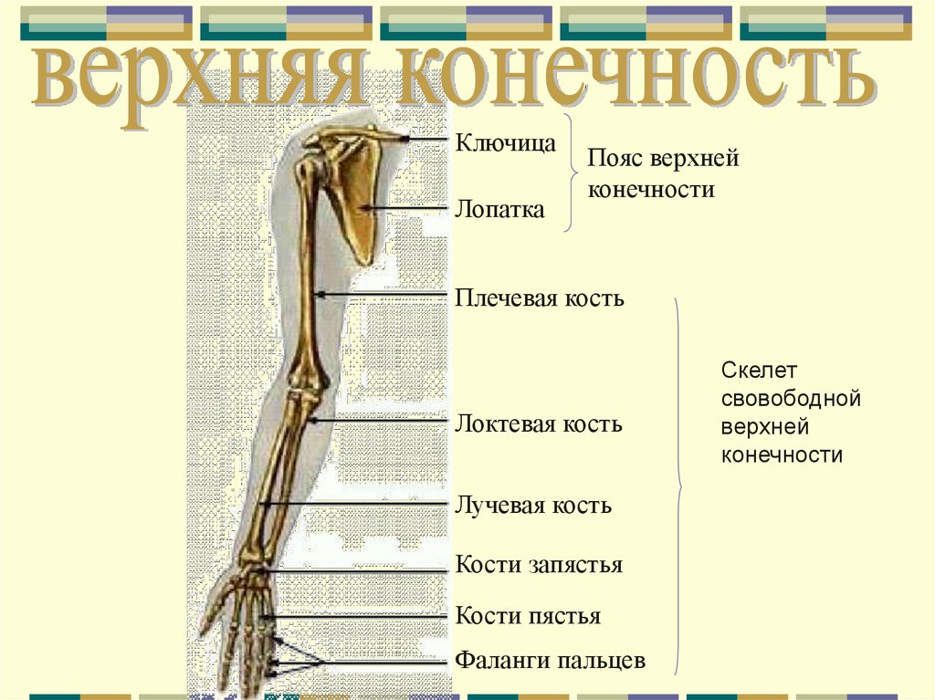 Скелет верхней конечности человека пояс конечностей