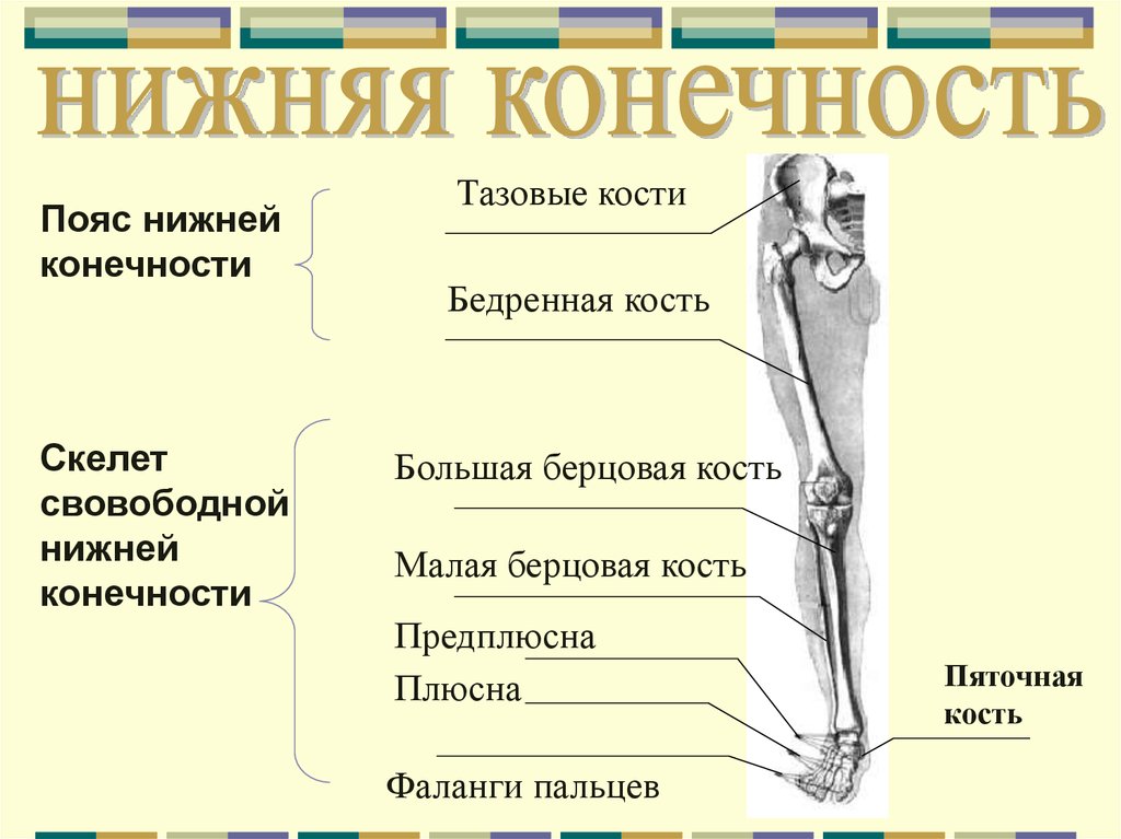 Какие кости образуют пояс верхних конечностей человека