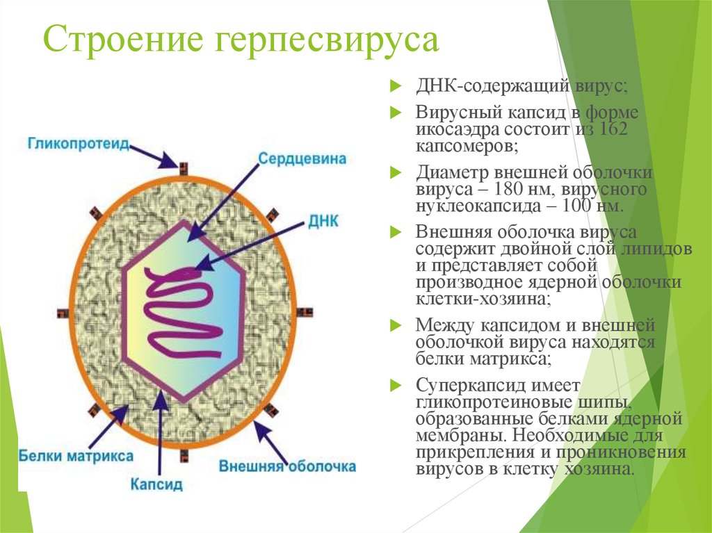 Белковый капсид. Строение вируса оболочка капсид. Вирус простого герпеса строение. ДНК содержащие вирусы строение. Структура вируса герпеса.