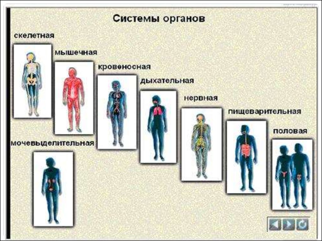 Работа систем органов. Органы и системы органов. Перечислите все системы организма. Какие системы органов у человека. Различают следующие системы органов:.