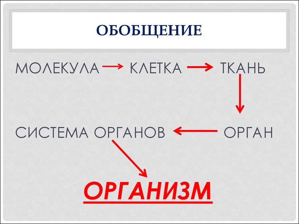 Ткани органы и системы органов