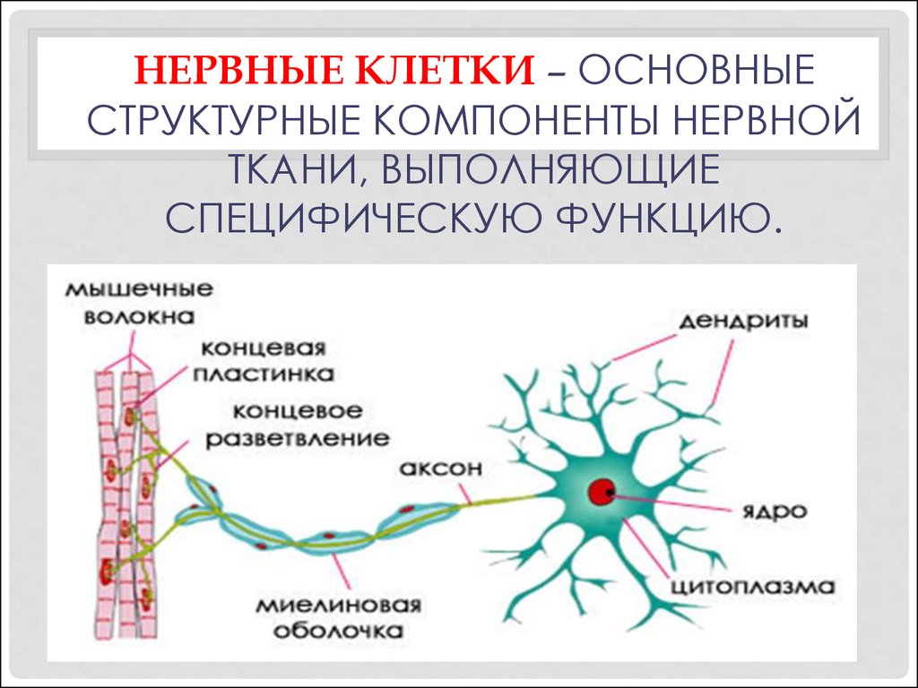 Основа нервной клетки. Клеточные элементы нервной ткани таблица. Основные клеточные элементы нервной ткани. Строение клетки нервной системы. Структурные компоненты нервной ткани.