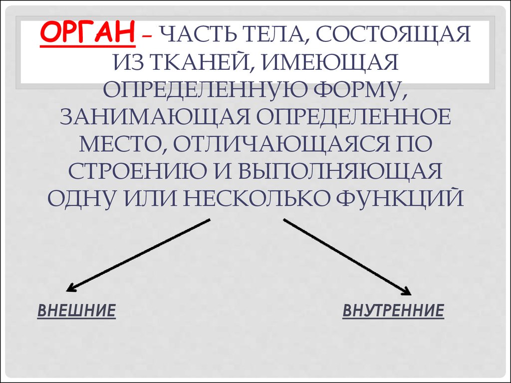 Органы имеющие общее происхождение единый план строения выполняющие общую функцию