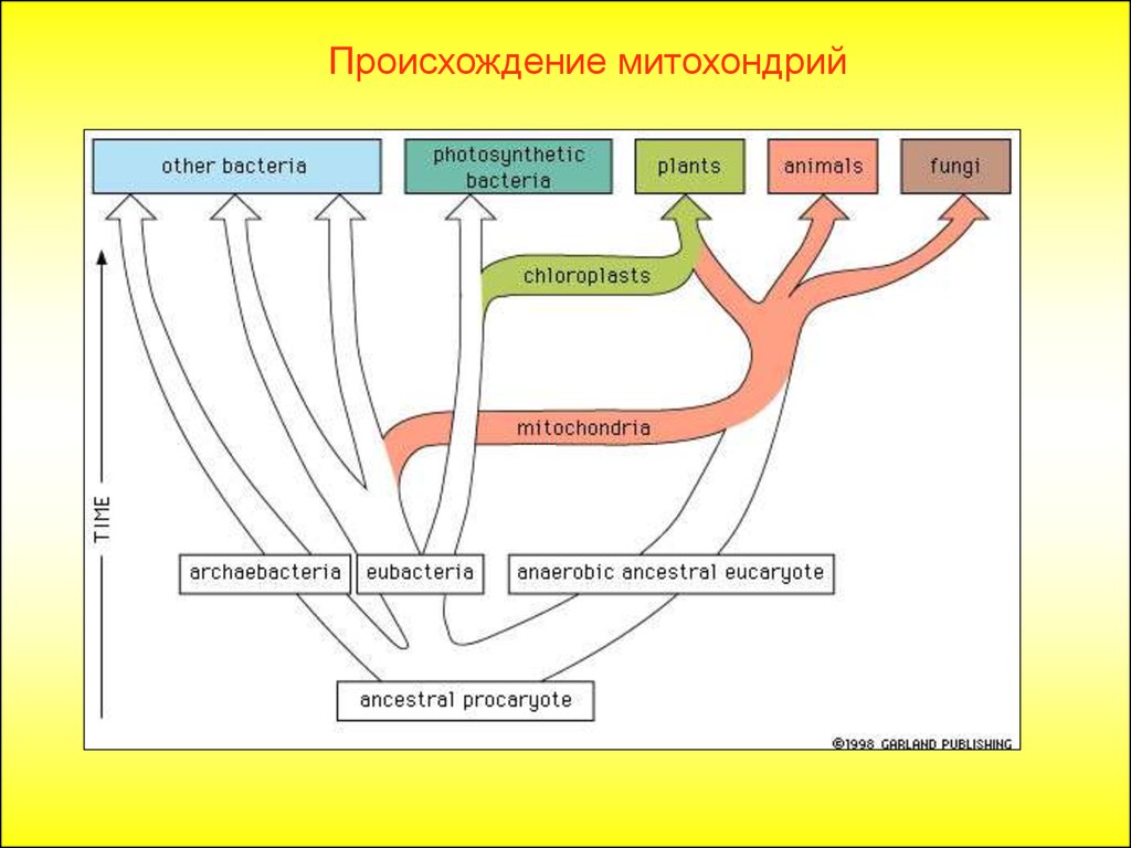 Энергетический обмен у прокариот. Эра первичной жизни. Энергетический обмен в митохондриях. Первичная жизнь.