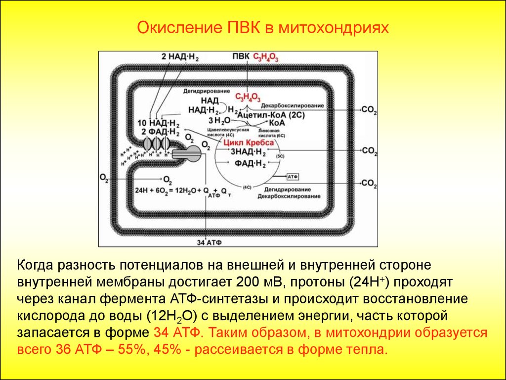 При окислении пвк образуется атф. Протонный резервуар митохондрий. Окисление в митохондриях. Окисление ПВК В митохондриях.