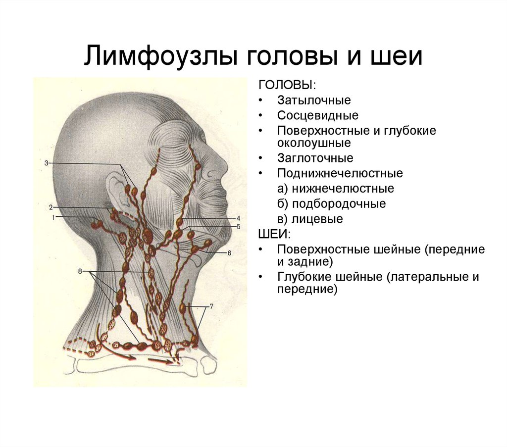 Затылок описание. Лимфатическая система головы и шеи схема. Затылочные лимфатические узлы схема. Лимфатическая система головы.
