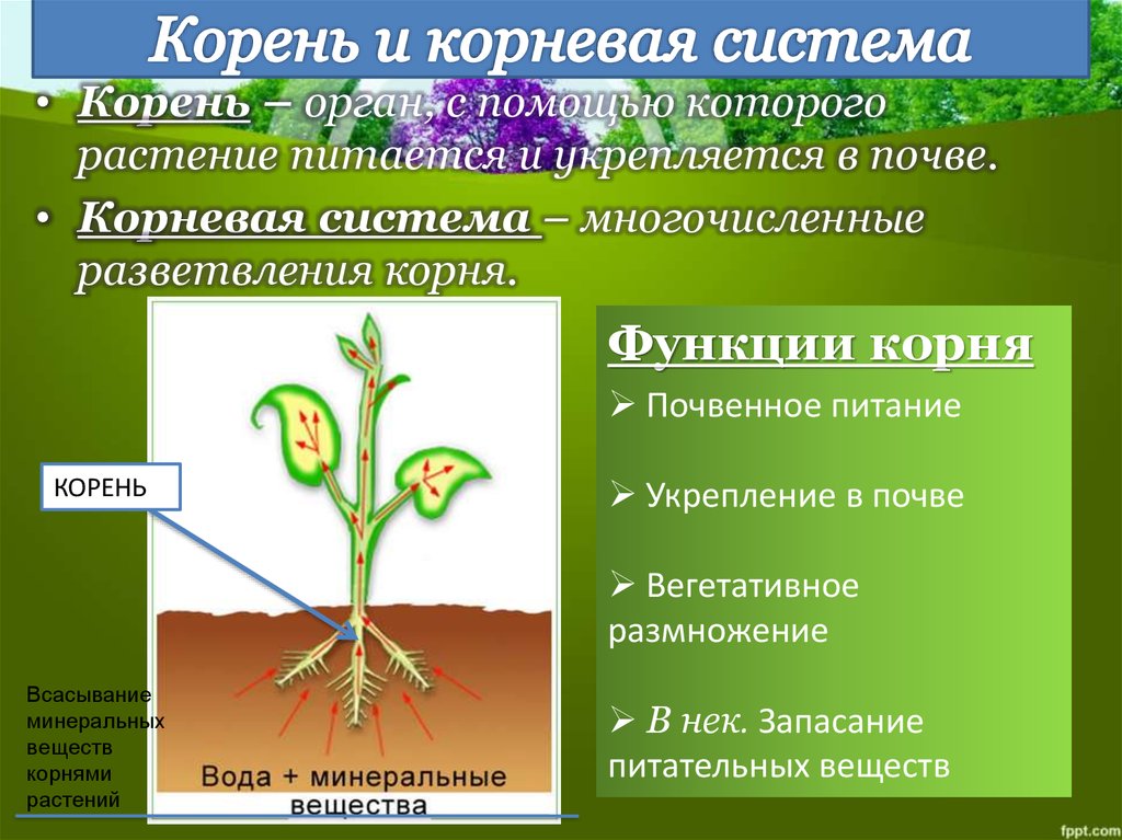 Растения выполняют роль санитаров