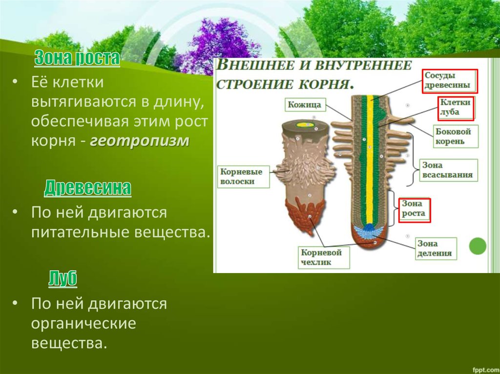 Зона роста корня. Рост корня. Клетки этой зоны вытягиваются.. Сосуды древесины корня. Рост корня обеспечивает клетки.