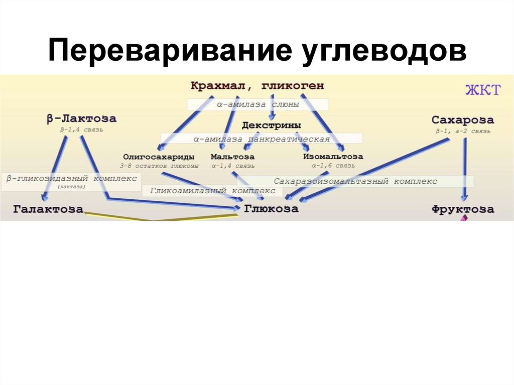 Ферменты участвующие в переваривании углеводов. Схема переваривания углеводов биохимия. Переваривание углеводов биохимясхеиа. Переваривание Глюкозы биохимия. Схема расщепления крахмала в ЖКТ до Глюкозы.