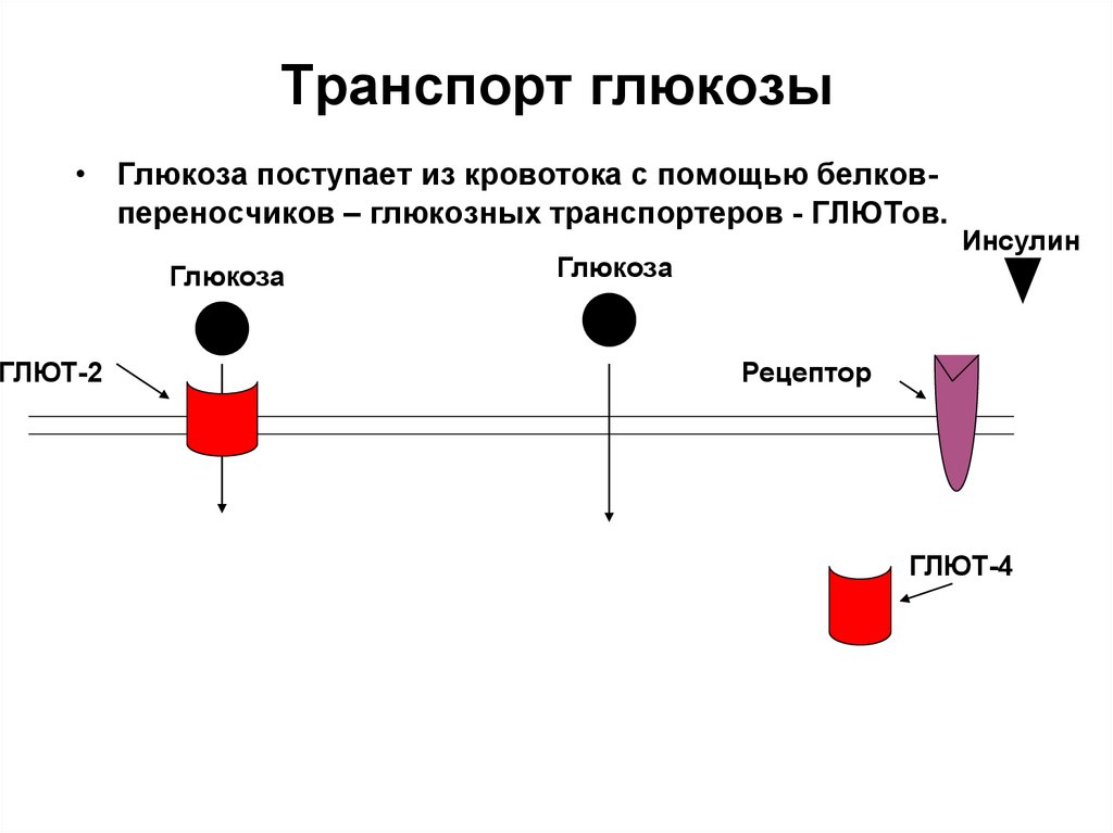 Транспорт глюкозы