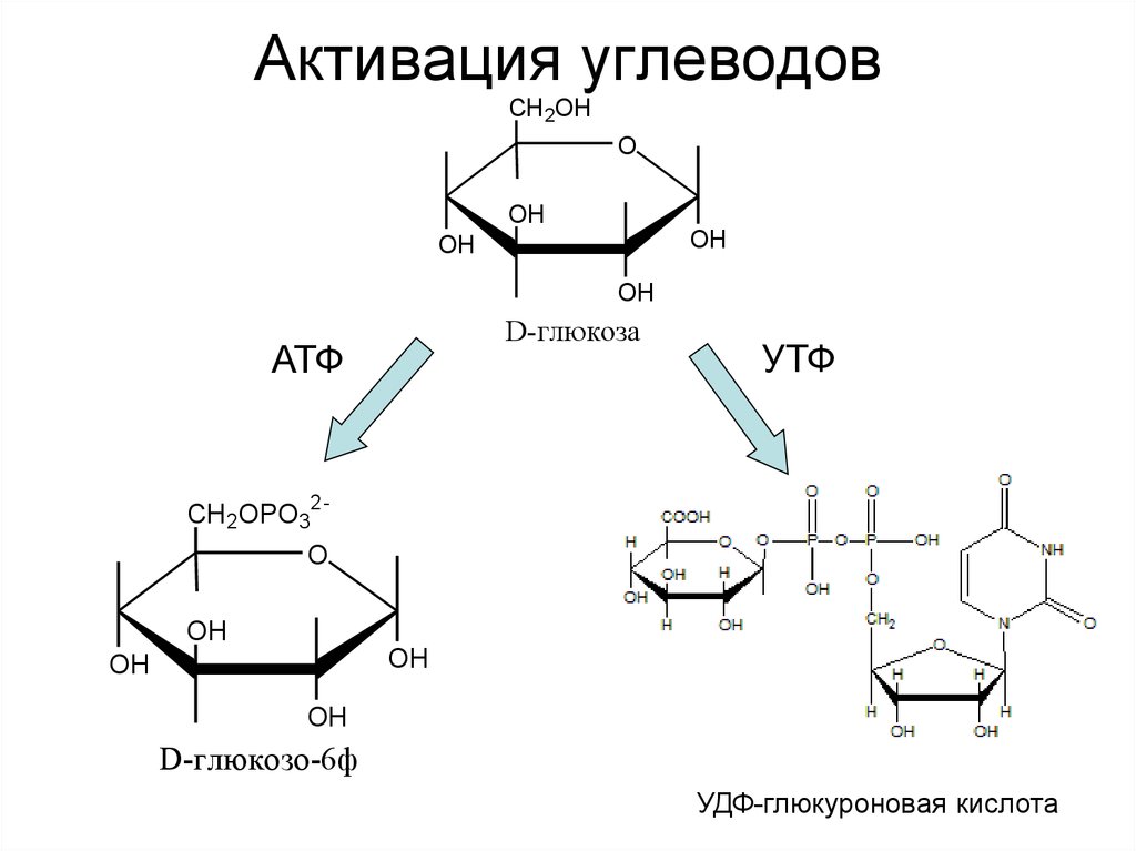Каким углеводом является сахар. Синтез глюкуроновой кислоты из Глюкозы. Формула УДФ глюкуроновой кислоты. УДФ глюкуроновая кислота формула. УДФ глюкуроновая кислота Синтез.