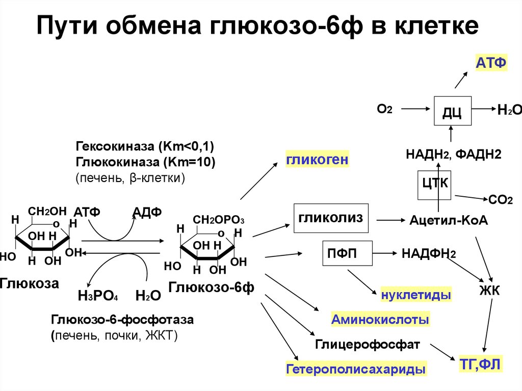 Синтез белка из углеводов. Схема обмена гликогена биохимия. Общая схема распада Глюкозы биохимия. Схема пути обмена Глюкозы.
