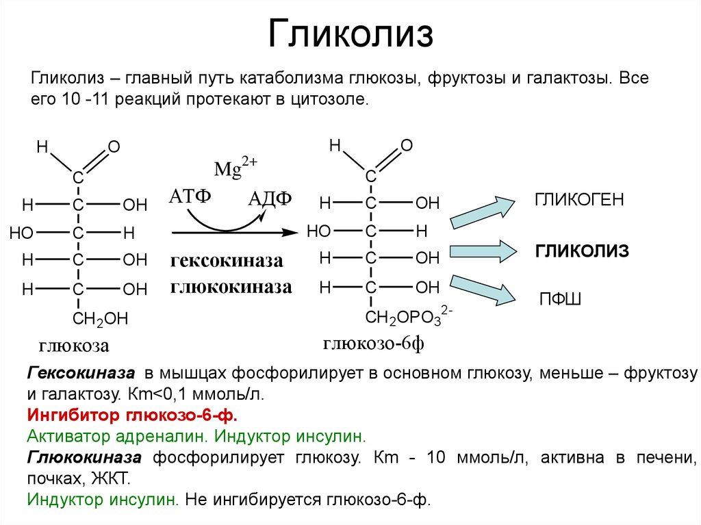 Атф синтезируется при окислении. Этапы гликолиза биохимия таблица. Гликолиз формулы биохимия. Гликолиз биохимия реакции схема. Гликолиз реакции биохимия ферменты.