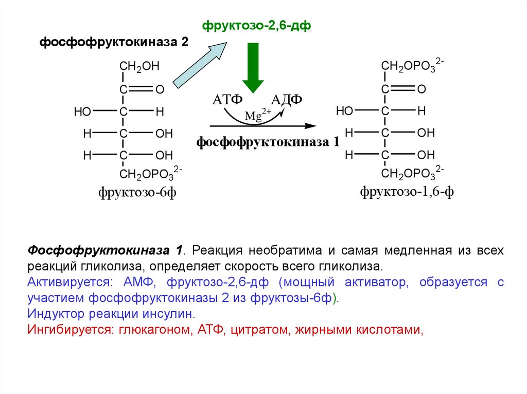 2.2 6 активатор. Фосфофруктокиназа катализирует реакцию. Метаболиты активаторы фосфофруктокиназы. Фермент анаэробного гликолиза фосфофруктокиназы. Фосфофруктокиназа 1 класс фермента.