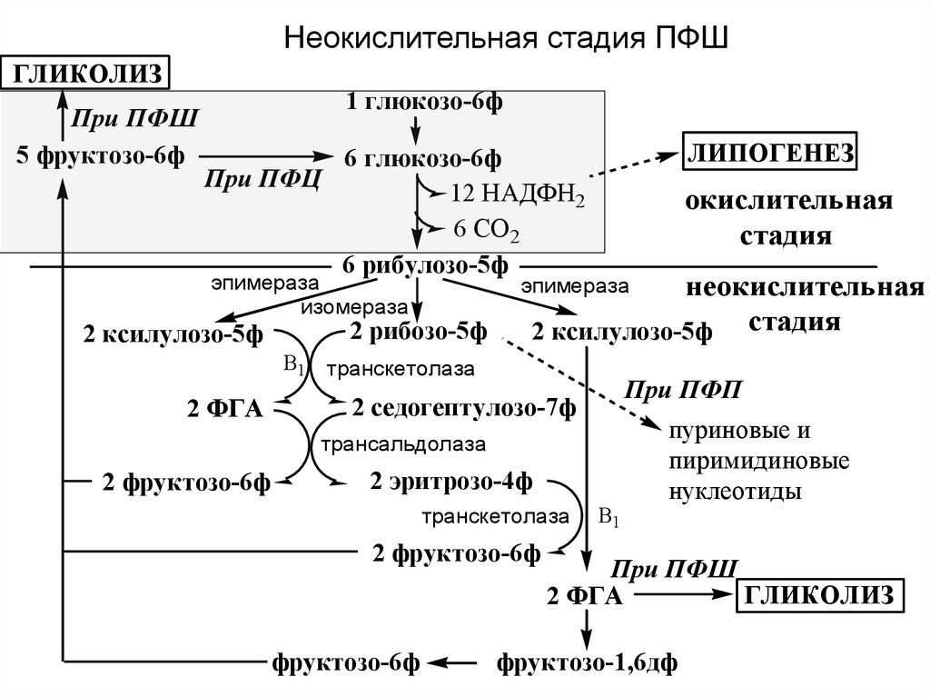 Этап катаболизма глюкозы. Пентозофосфатный путь окисления Глюкозы цикл. Пентозофосфатный путь биохимия неокислительная стадия. Схему реакций окислительного этапа пентозофосфатного пути. Пентозофосфатный шунт схема.