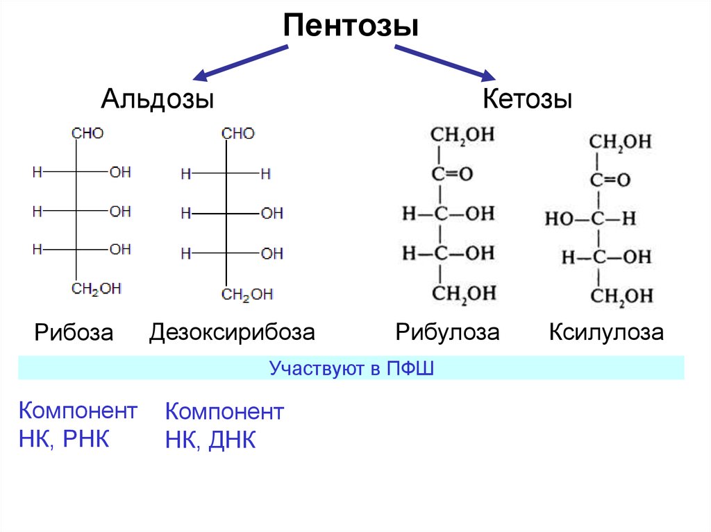 К моносахаридам относятся фруктоза. Углеводы кетозы пентозы. Пентозы ксилоза рибоза. Моносахариды пентозы формула. Классификация углеводов кетозы альдозы.
