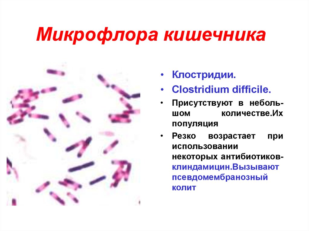 Микрофлора смешанная палочки