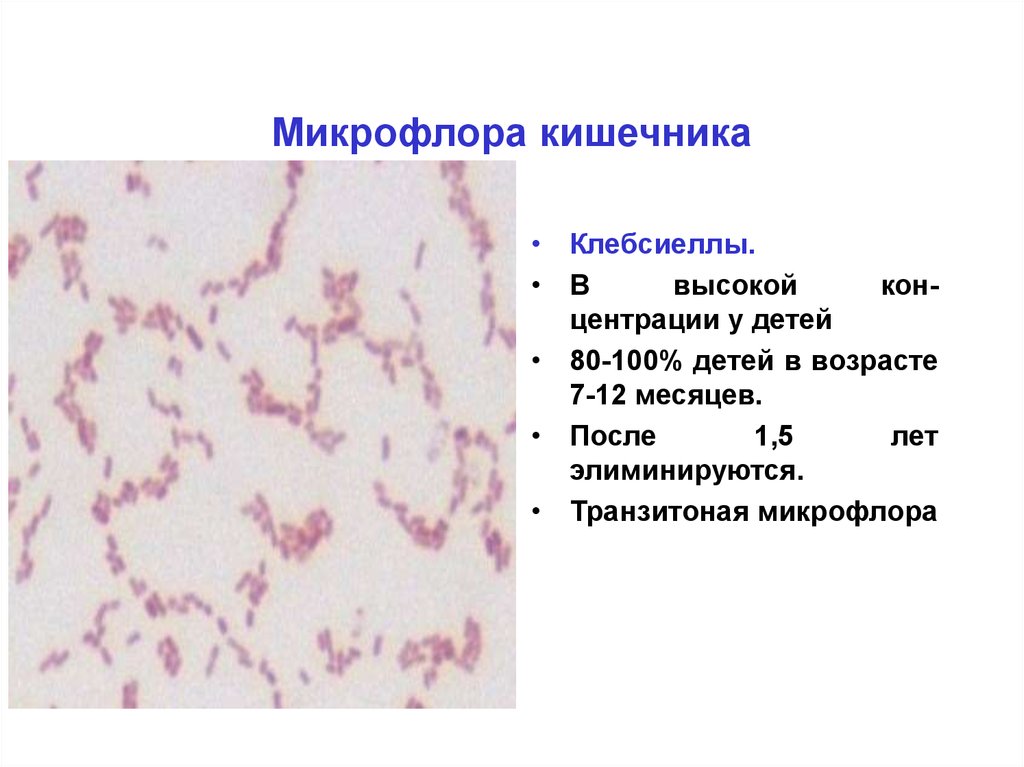 Микрофлора организма человека презентация - 95 фото