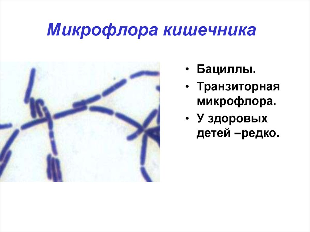 Микрофлора мочеполовой системы презентация