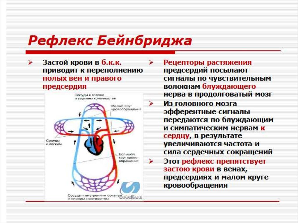 Недостаток кровообращения. Факторы гемодинамики презентация. Недостаток кровообращения в. мозге. Недостаточность по большому кругу кровообращения.