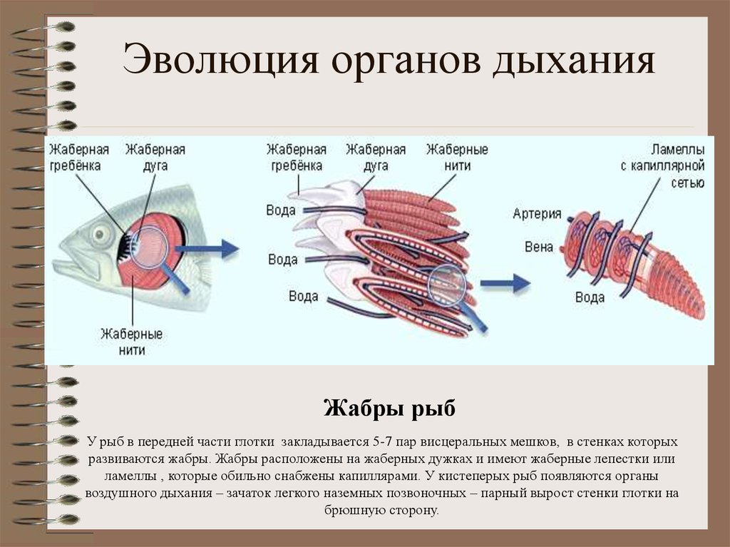 Филогенез дыхательной системы презентация