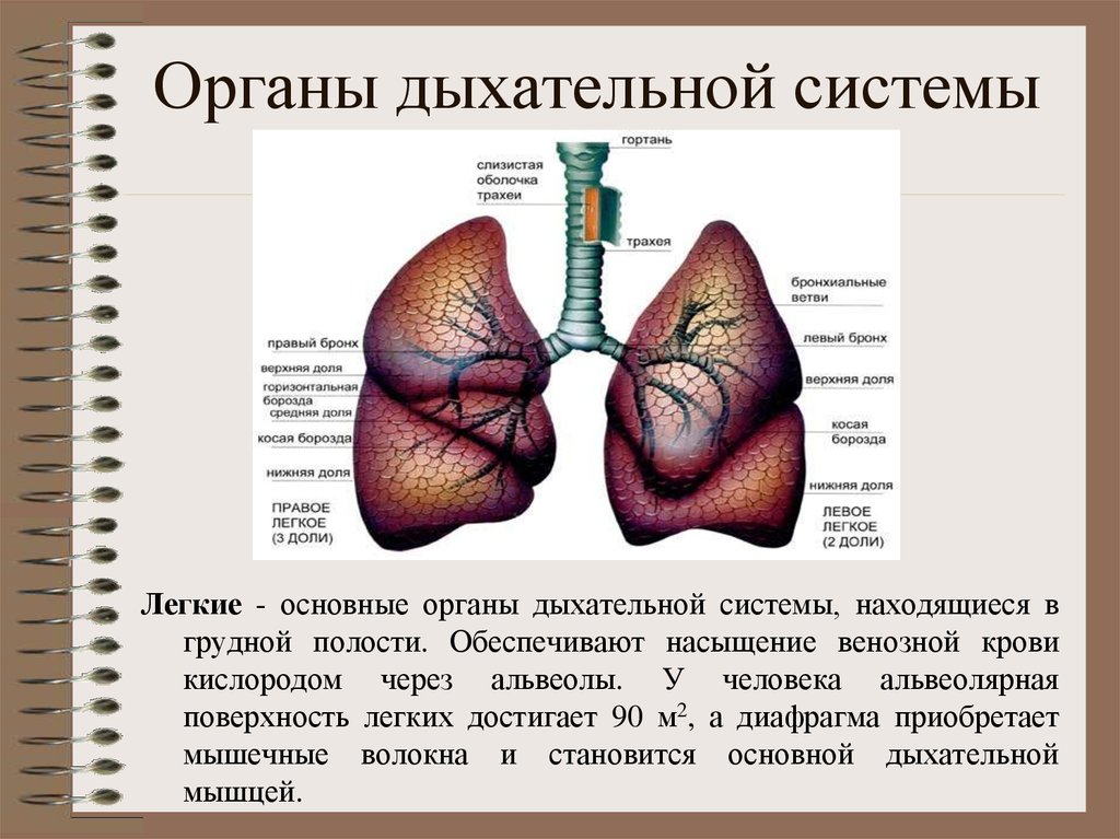 Основные органы