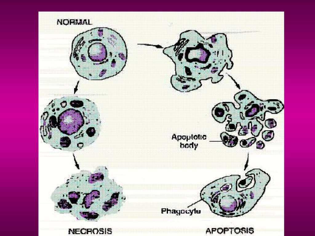 Повреждение клетки. Патофизиология клетки. Повреждение клетки патофизиология. Реакция клеток на внешние воздействия. Повреждение клетки. Апоптоз.